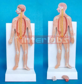 DESK-TYPE. DISSECTIBLE, HUMAN NERVES SYSTEM MODEL